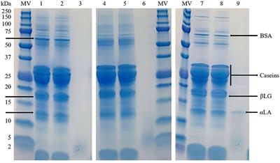 Comparative study of the most commonly used methods for total protein determination in milk of different species and their ultrafiltration products